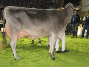 151128SC15 203_Abt 6 Rang 3  Thalmanns Jongleur ROSALIE von WTS Genetics LU